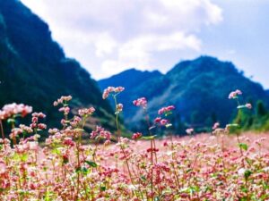 Tour Hà Giang - Cao nguyên đá Đồng Văn
