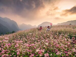 Cánh đồng hoa tam giác mạch