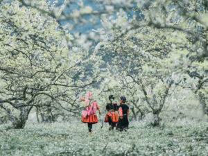 Mùa hoa mận Hà Giang