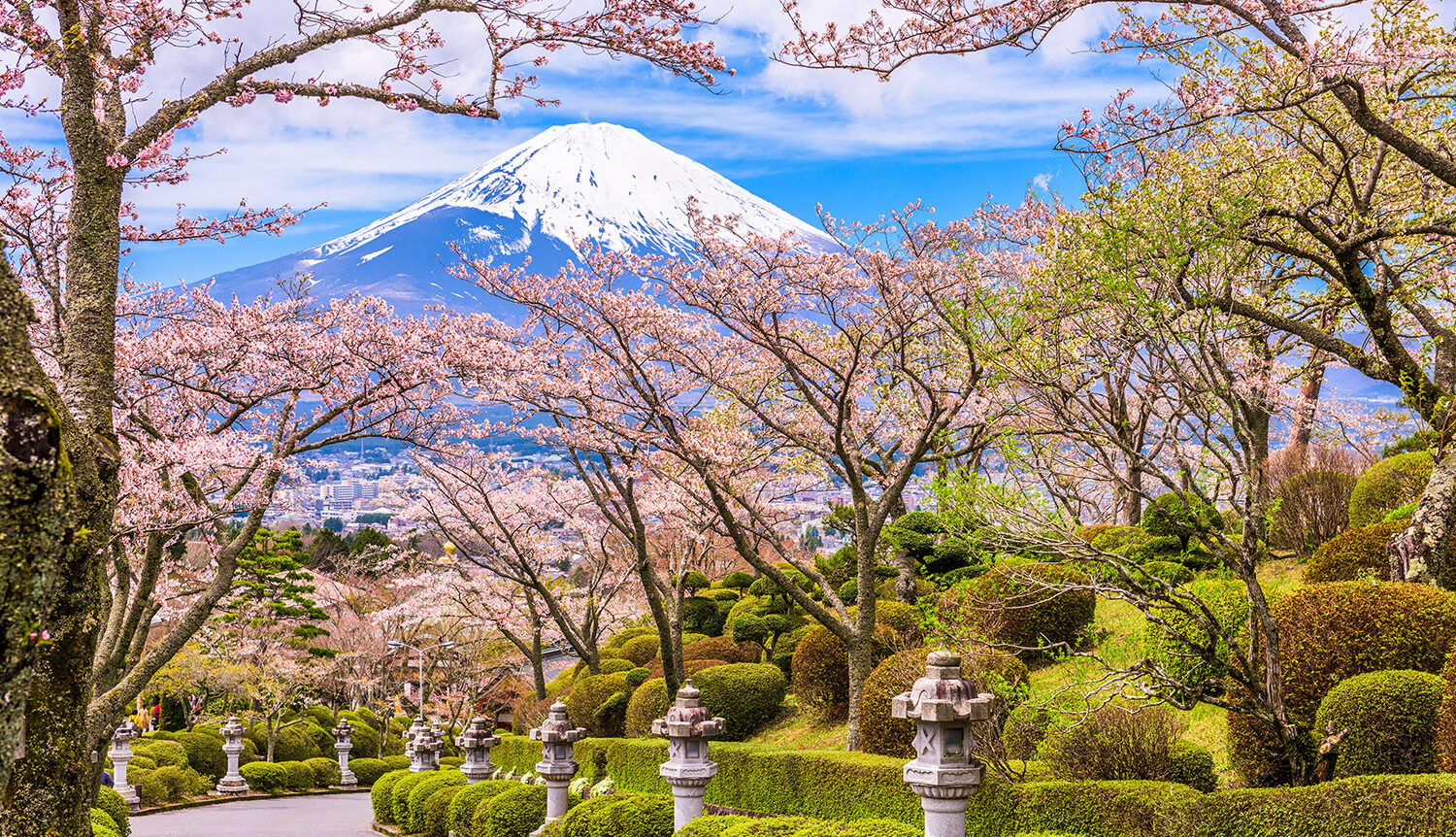 Hoa anh đào nở rộ dưới chân núi Phú Sĩ