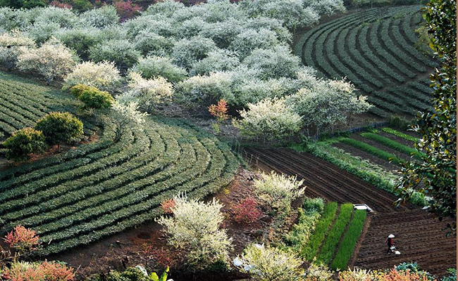 Mùa hoa mận Sapa