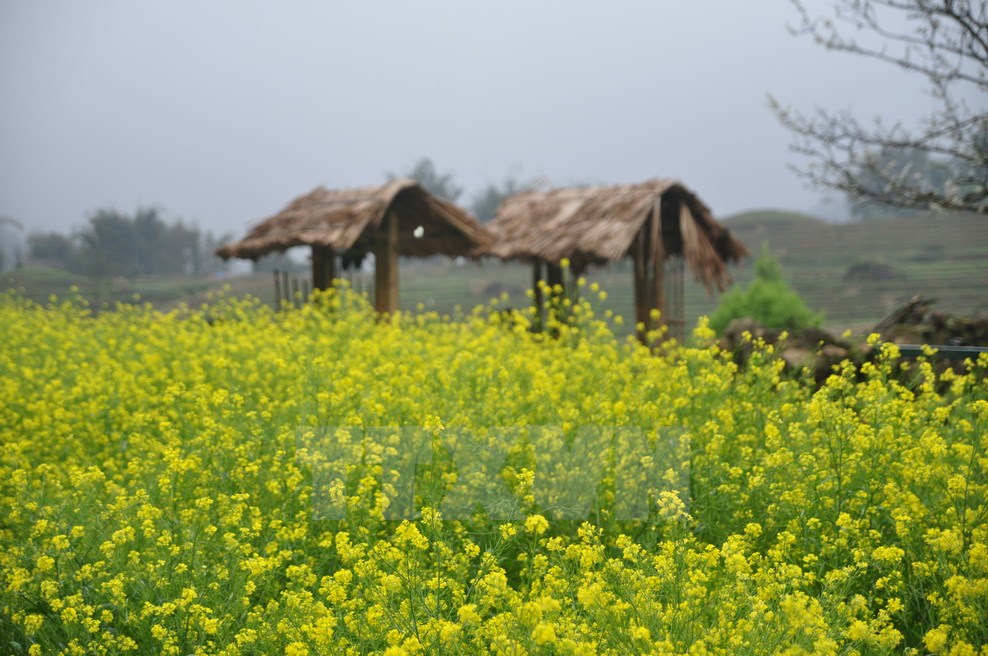 Mùa hoa cải ở Sapa