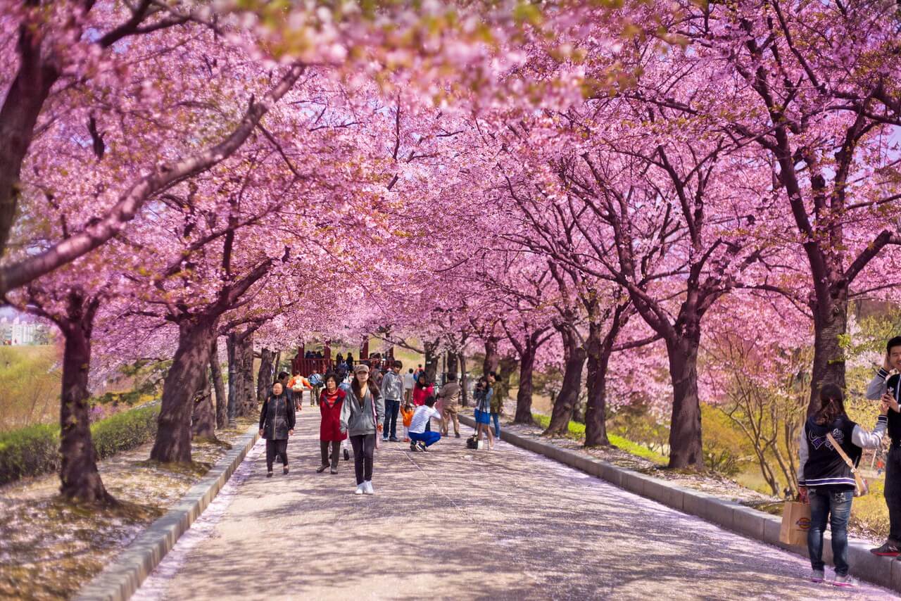 Chiêm ngưỡng vẻ đẹp của hoa anh đào