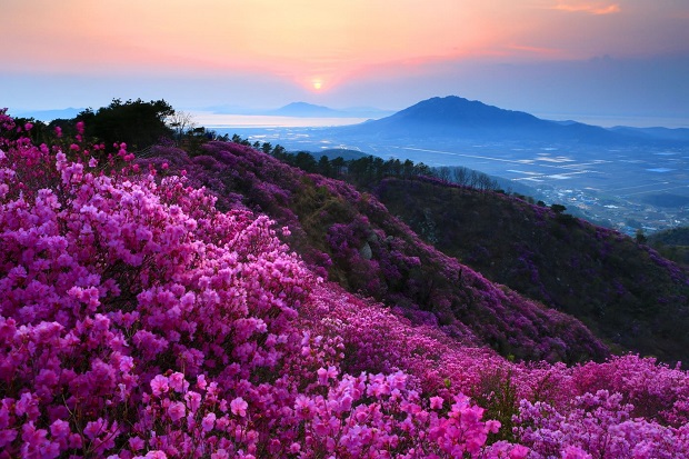 Mùa hoa đỗ quyên ở Sapa