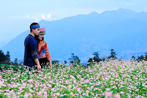Mùa hoa tam giác mạch Cao nguyên đá Đồng Văn