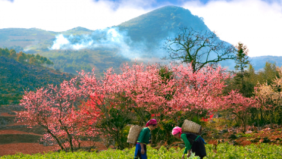 Xuân về trên bản làng vùng cao